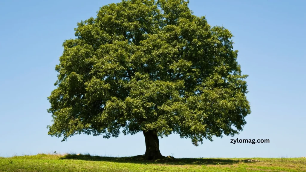 Ironite for Trees Near Me Albuquerque | Where to Find It?